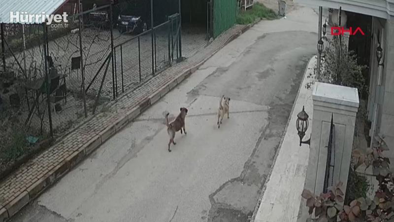 Otomobiliyle gelip, sokak köpeklerine ateş açan saldırgan, aranıyor