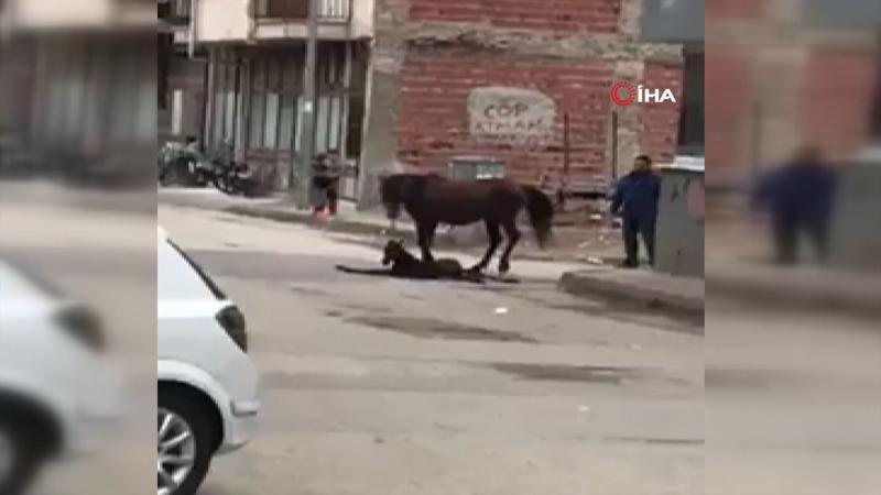At sokak ortasında doğum yaptı