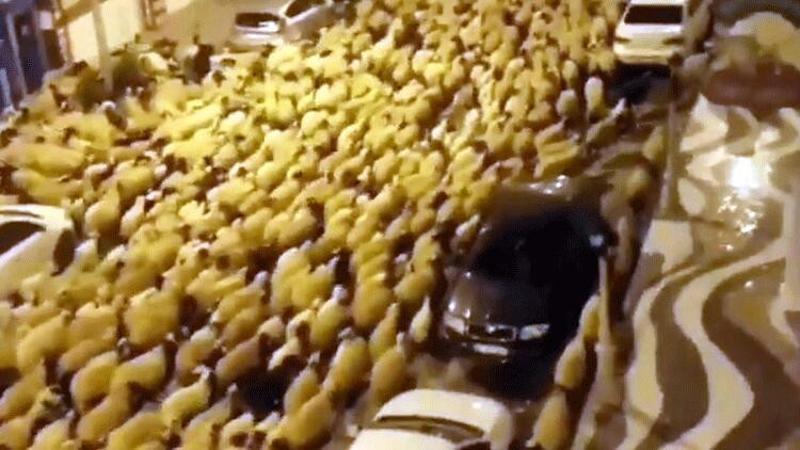 Şehir merkezini koyun sürüsü bastı