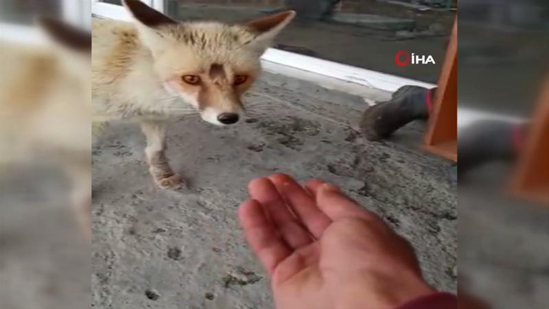 Görüntülerin adresi Ardahan... Dost olduğu tilkiyi her gün eliyle besliyor