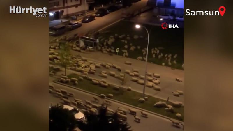 Yasak zamanı koyun sürüsü boş yoldan geçerse