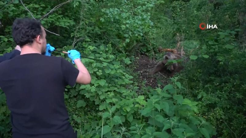 Uludağ'da kapana yakalanan ayı böyle kurtarıldı