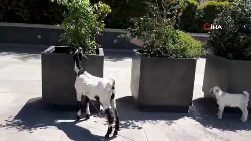 Görüntüler Gayrettepe'den... Plazaların arasında keçi ve kuzusunu otlattı