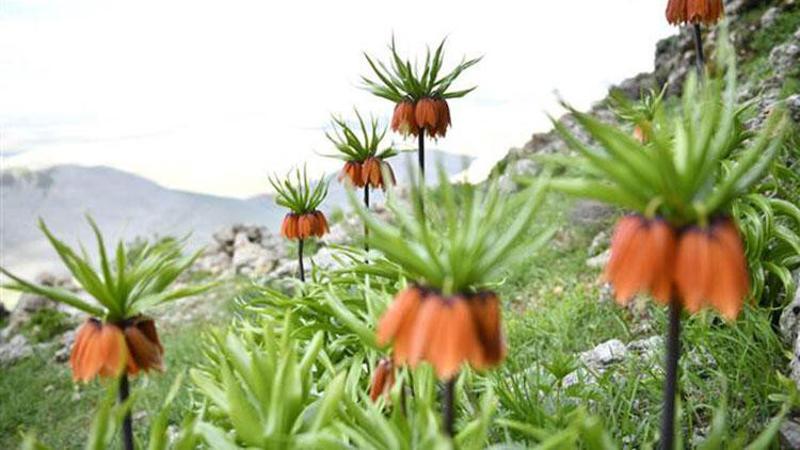 Kahramanmaraş'ta "ağlayan gelin"ler tam bir görsel şölen oluşturuyor