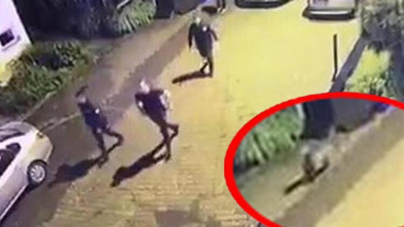 Polisler ilçe merkezine inen ayıyı kovaladı