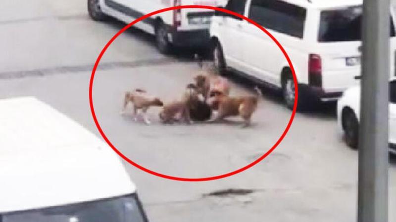 Sultangazi'de işe giden kadın başıboş köpeklerin saldırısına uğradı