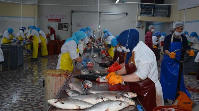 Türk somonu Rusya ve Japonya sofrasını süslüyor