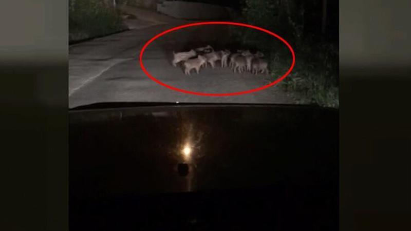 Zonguldak'da yavru domuzlar mahalleye indi
