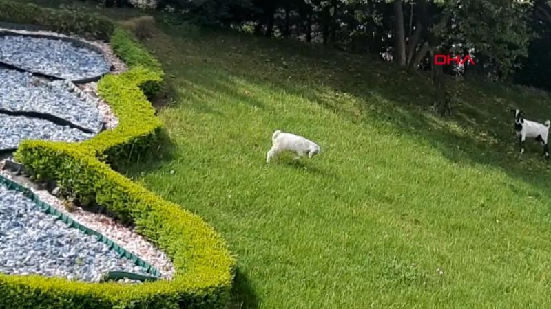 Sokağa çıkma yasağında İstanbul'un göbeğinde keçi otlattı