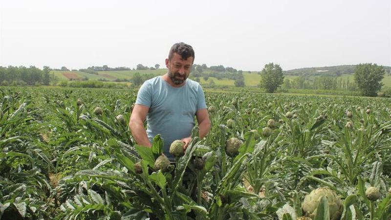 Lezzeti ve iriliğiyle tadına bakanların unutamadığı enginarın hasadı başladı