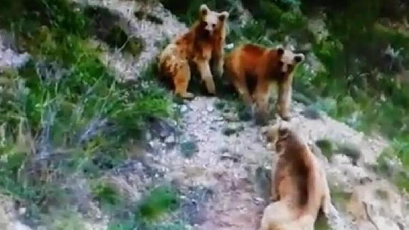 Erzurum'da boz ayılar böyle görüntülendi