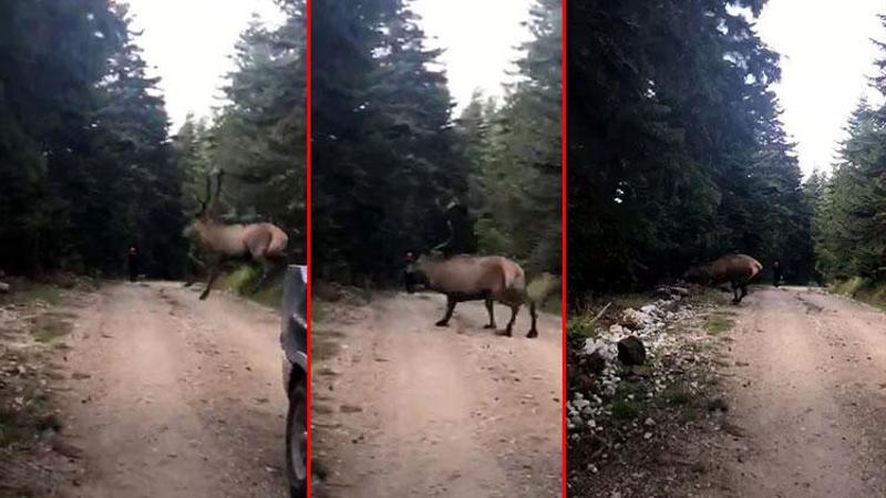 Geyik aniden yola atladı, o anlar kameraya yansıdı