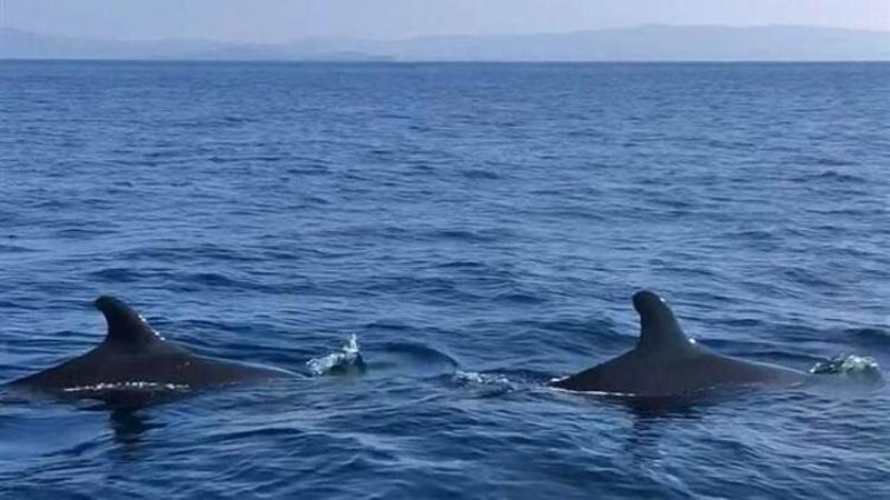 False killer whales spotted in Aegean Sea first time in decades