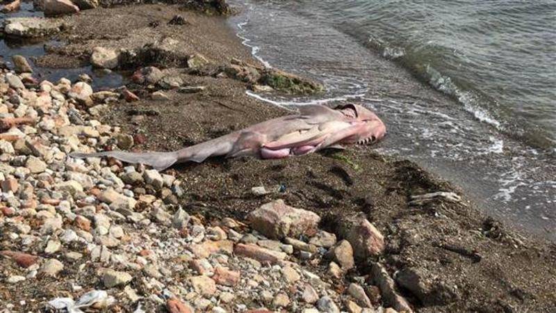 Çanakkale’de 2 metrelik köpek balığı sahile vurdu