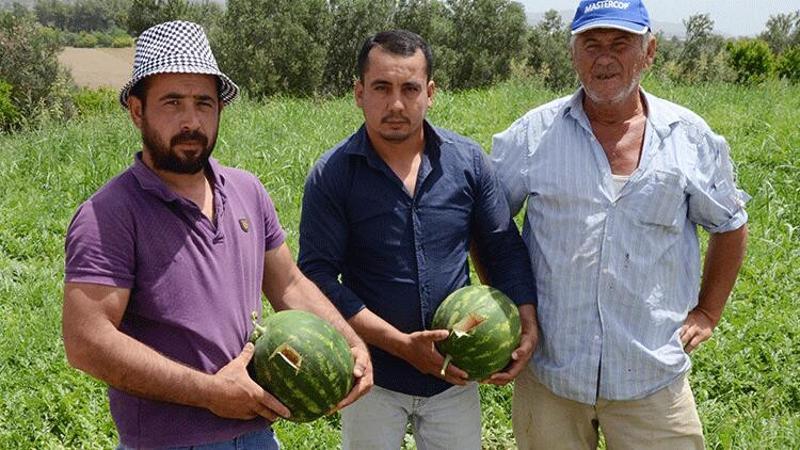 Karpuz tarlasında 'kesmece' hırsızlık