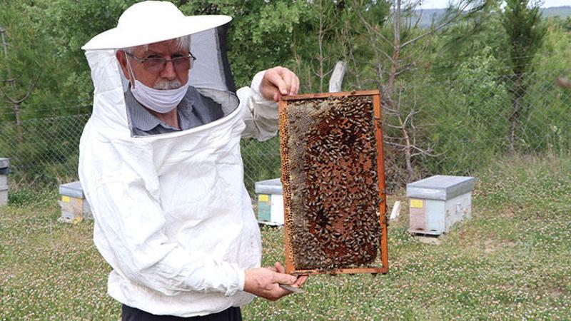 'Arı sempatik değil ama yaşamımızı sürdürmede payı çok fazla'