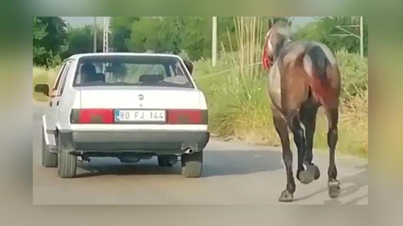 Ata çektirdiği eziyeti görenler şok oldu