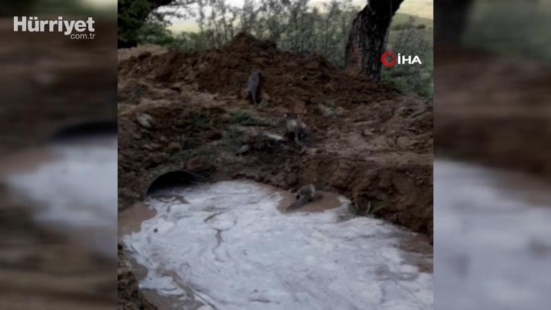 Sulama kanalından çıkan 'kurt yavruları' şaşkınlık yaşattı