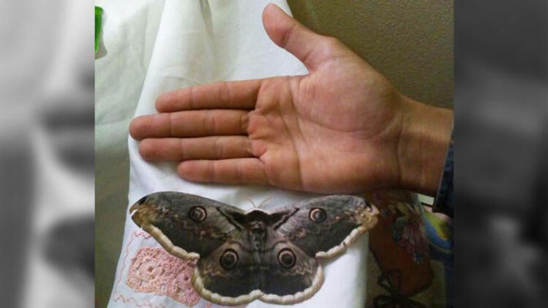 Kanat açıklığı 16 santim olan kelebek, görenleri şaşırttı