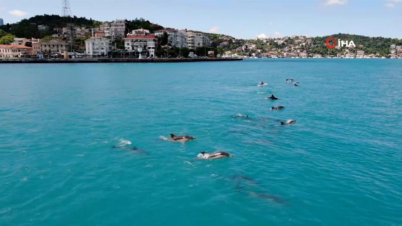 Yunuslar, turkuaza bürünen İstanbul Boğazı'nı süsledi