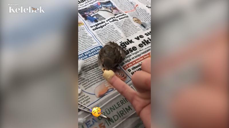 Gizem Karaca minik serçeyi kurtardı