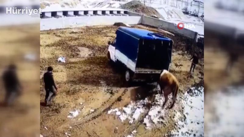 Kızgın boğa sahiplerini böyle kovaladı