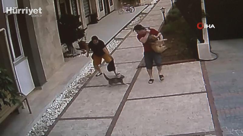 Antalya'da bir sitedeki kedi yavrularını korumak için köpekli insanlara saldırıyor