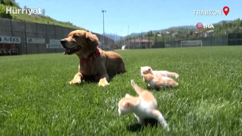 'Mia' isimli köpek, öksüz kedi yavrularına anneleri gibi davranıyor