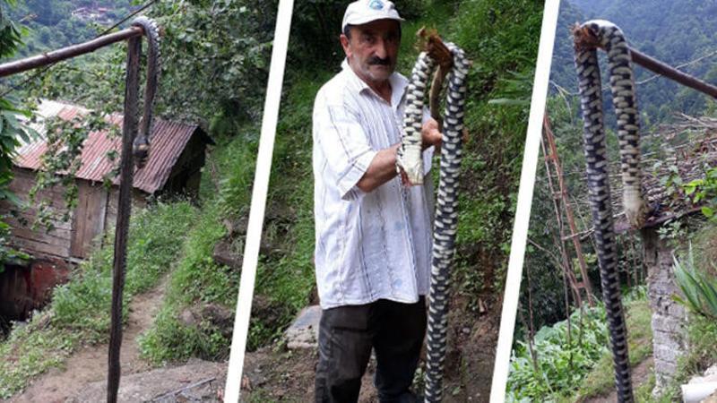 Karadeniz'de yılan tehlikesi vatandaşları tedirgin ediyor
