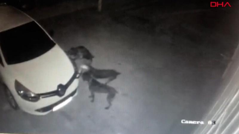Kedi kovalayan köpekler otomobilin tamponunu böyle parçaladı