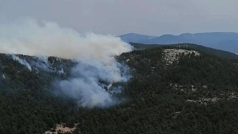 Milas'ta orman yangını