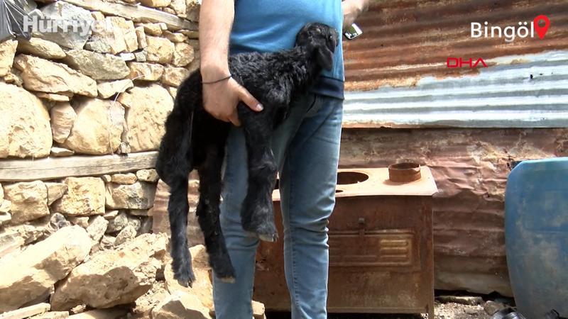 Bingöl depreminde annesini kaybeden 5 günlük kuzuya ilgi