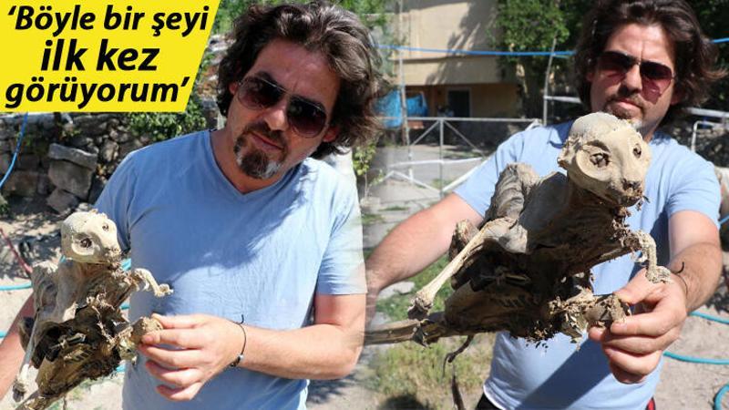 Evin bodrumunda odun ararken hayvan iskeleti buldu