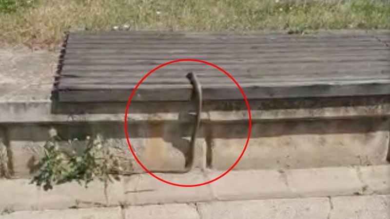 Trabzonluların 'yılan' endişesi! Yöre halkı tedirgin