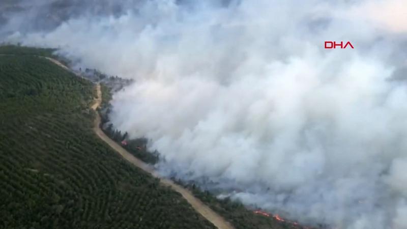 Forest fire erupts in Çanakkale's Gelibolu