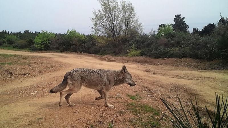 Yalova'da yaban hayat fotokapanlarla görüntülendi