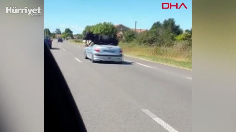 Fransa'da kaçan boğa araca bindirilerek sahibine teslim edildi