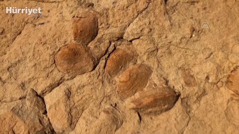 Palmiye fosili bulunan Iğdır'da şimdi de midye fosiline rastlandı