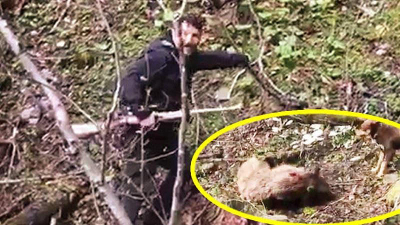 Yavru ayıyı vurup köpekleri üzerine saldı