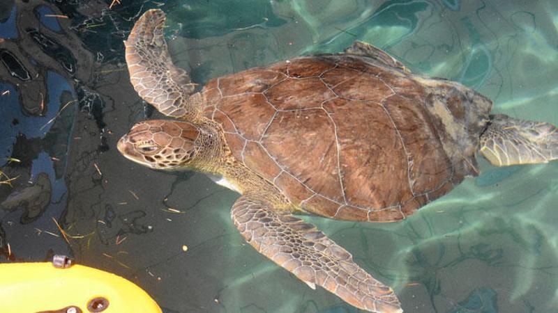Caretta carettaların 'koronavirüs' özgürlüğü
