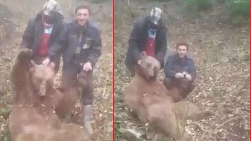 Trabzon'da vurdukları ayıya işkence eden avcılar kamerada