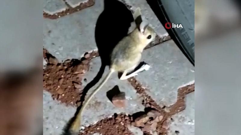 Kanguru faresi Adıyaman’da görüntülendi