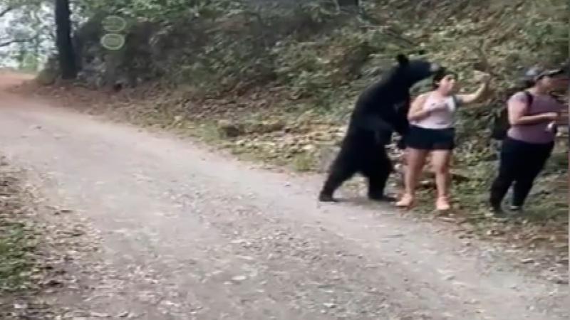 Meksika’da parkta karşılarına çıkan ayı ile selfie çektiler