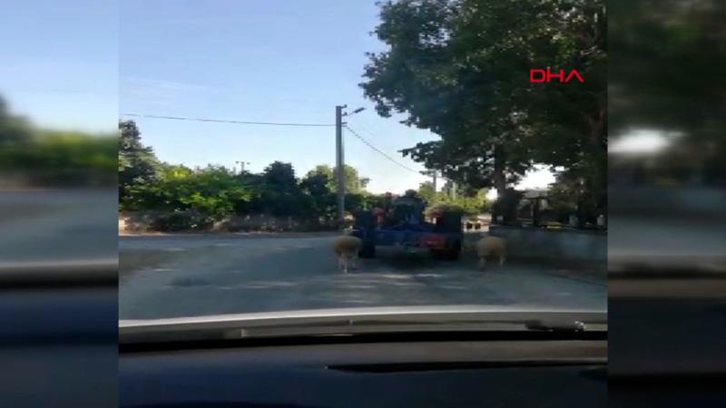 Koyunları traktörün arkasına bağlayarak götürdü