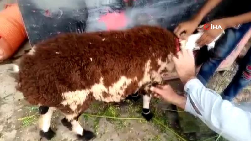 Görüntüler Pakistan’dan... Üzerine koyun yünü yapıştırılan keçiyi kurbanlık koyun diye sattılar