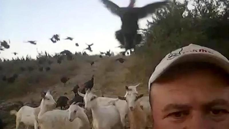 Tekirdağ'da sahibinin komutuyla uçan hindiler sosyal medyada ilgi odağı oldu