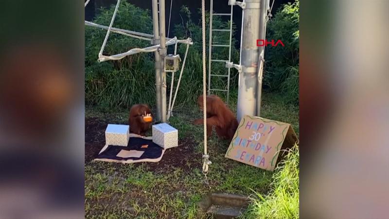 Orangutan, 30'uncu yaşını böyle kutladı