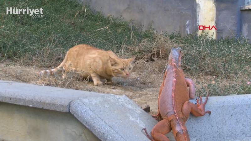 Üsküdar'da bulunan iguanaya 'bayram' ismi verildi