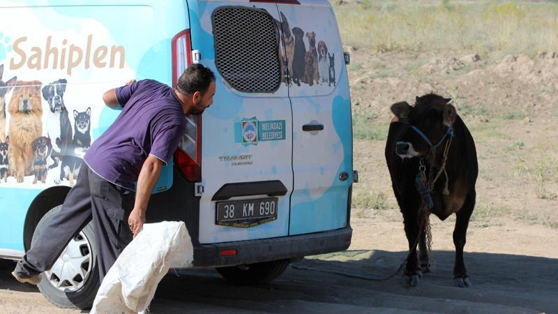 Kaçan kurbanlık dana tehlikeli anlar yaÅŸattı..."Gel kurban olduÄŸum"
