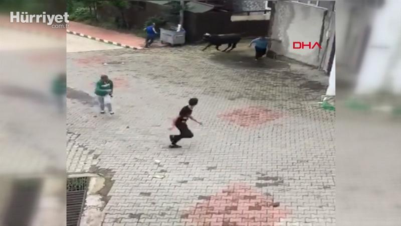 Ahırdan kaçan kurbanlık boğa, vatandaşları kovaladı